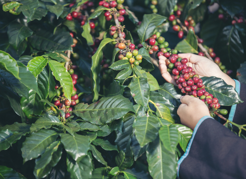 As Tendências Emergentes no Setor do Café: Da Exploração Agrícola à Chávena