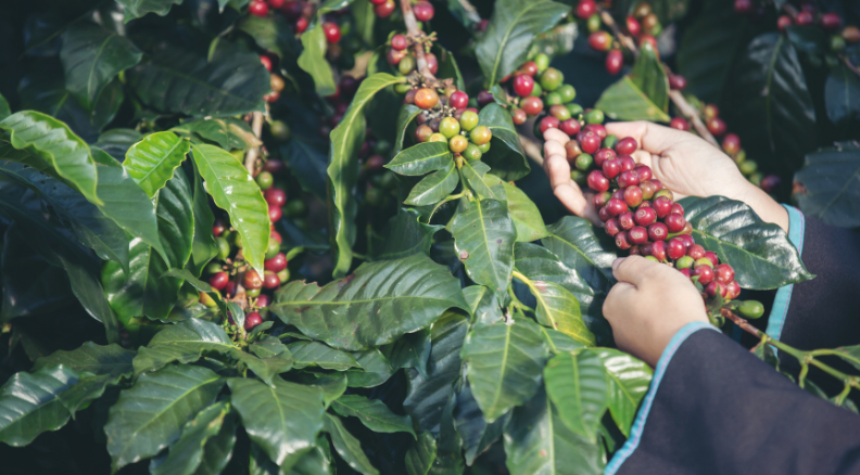 Emerging Trends in the Coffee Sector: From Farm to Cup