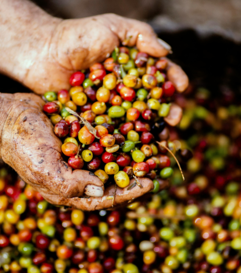 O CAFÉ ESTÁ MAIS CARO. SAIBA PORQUÊ?