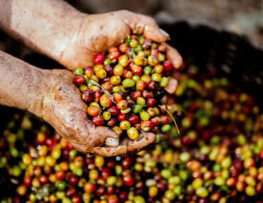 O CAFÉ ESTÁ MAIS CARO. SAIBA PORQUÊ?