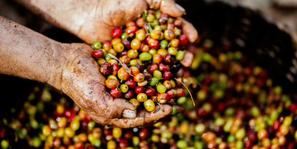 O CAFÉ ESTÁ MAIS CARO. SAIBA PORQUÊ?